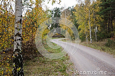 Colorful birch tree by roadside Stock Photo