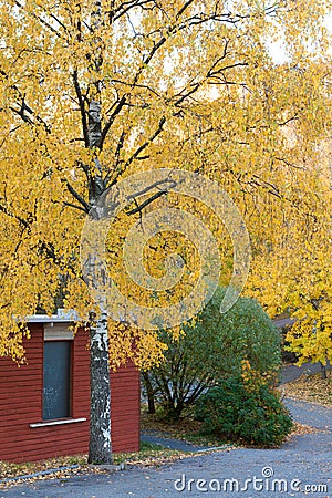 Colorful birch tree yellow foliage Stock Photo