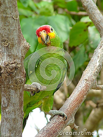 Colorful Bird Stock Photo