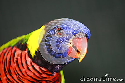 Colorful Bird Stock Photo