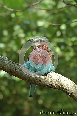 Colorful bird Stock Photo