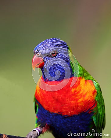 Colorful bird Stock Photo