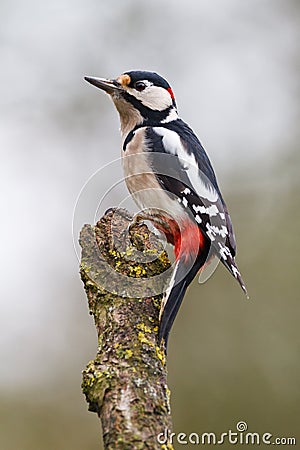 Colorful bird on branch Stock Photo