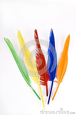 Colorful bird feathers Stock Photo