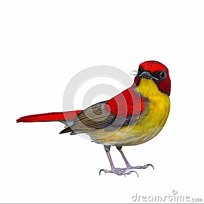 Colorful bird isolated. Stock Photo