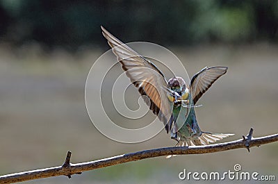 European bee-eater Merops Apiaster in natural habitat Stock Photo