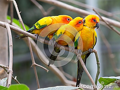 Colorful birds Stock Photo