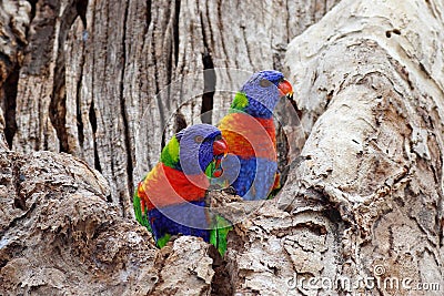 Colorful Lorikeet birds in colorless tree, nature in Australia Stock Photo