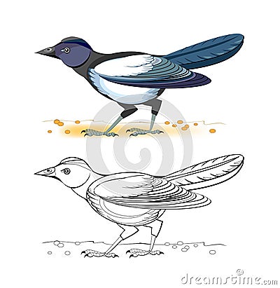 Colorful and black and white page for coloring book. Illustration of cute bird magpie. Printable worksheet for children exercise Vector Illustration