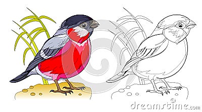 Colorful and black and white page for coloring book for kids. Fantasy drawing of cute little bullfinch on white background. Vector Illustration