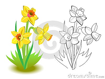 Colorful and black and white pattern for coloring. Illustration of spring yellow daffodils flowers in the garden. Vector Illustration