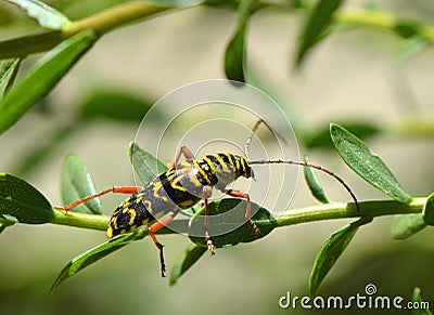 Locust Borer Beetle Stock Photo