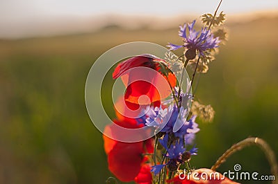 Colorful bloom blooming field on green background. Stock Photo