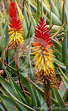 Colorful Blooming Aloe Stock Photo