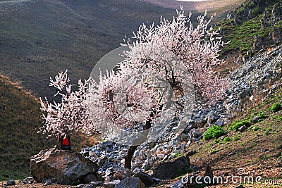 Visitors andAmazing Blooming white Flowers with blue sky in Spring Editorial Stock Photo