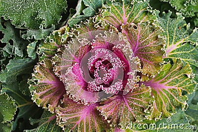 Colorful blooming ornamental cabbage flower cauliflower with frost Stock Photo