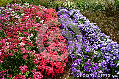 Colorful blossomed garden, flowers fullness of summer Stock Photo