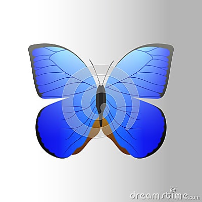 Colorful blue butterfly with abstract decorative pattern summer free fly present silhouette and beauty nature spring Vector Illustration