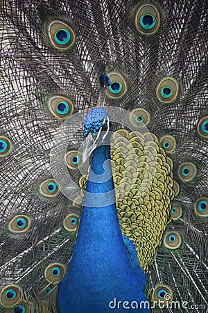 Colorful Blue Male Peacock with Plummage Around Him Stock Photo