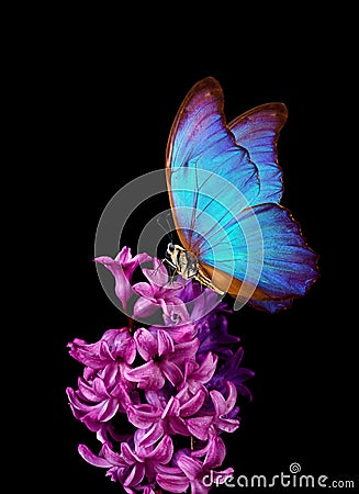 Colorful blue morpho butterfly on a flower. Pink hyacinth flower isolated on black. Bright colorful spring flowers. Stock Photo