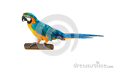 Colorful blue parrot macaw Stock Photo