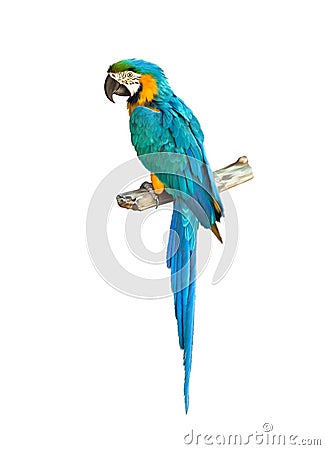 Colorful blue parrot macaw Stock Photo