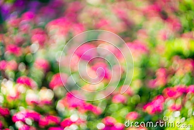 Colorful blur flowers in garden background Stock Photo