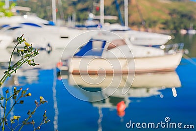 Colorful blured yacht background green plant Stock Photo