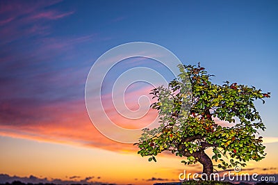 Colorful bonsai Stock Photo