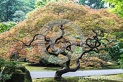 Colorful Bonsai Tree, Japanese Garden in Washington Park, Portland Stock Photo