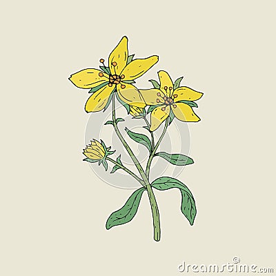 Colorful botanical drawing of St John s wort in bloom. Tender yellow flowers growing on green stem with leaves hand Vector Illustration