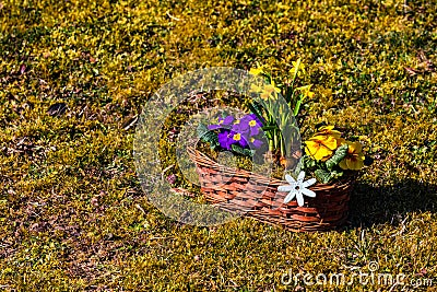 A colorful bouquet of flowers in a beautiful raffia basket on an idyllic meadow in Germany Stock Photo