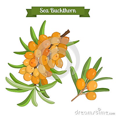 Colorful branch of sea buckthorn berries Vector Illustration