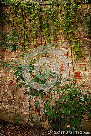 Colorful Brick Wall with Plants and Vines Growing Stock Photo
