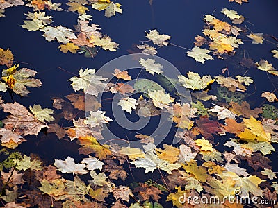 Colorful and bright different leaves Stock Photo