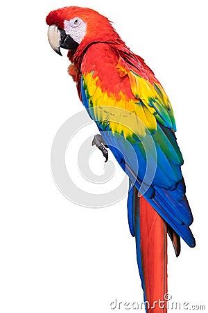 Colorful bright exotic wild animal bird of parrot with red yellow blue feathers isolated on white Stock Photo