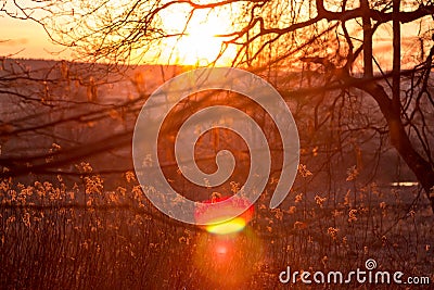 Colorful bright fiery sunset behind the trees Stock Photo