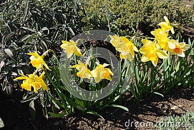 Colorful and bright flowers of narcissuses Stock Photo