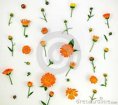 Colorful bright pattern of orange calendula flowers on white background. Flat lay Stock Photo