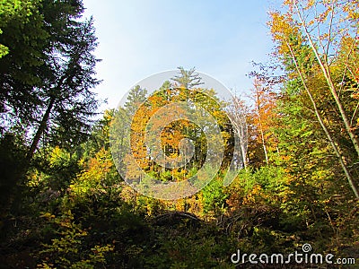 Colorful bright yellow, orange and green fall beech and spruce forest Stock Photo