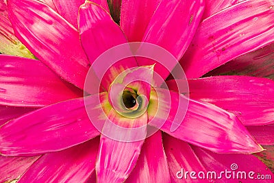 Colorful bromeliads Stock Photo