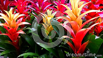 Colorful bromeliads Stock Photo