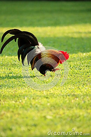 Colorful brown rooster finding food Stock Photo