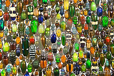 Colorful bugs and beetles Stock Photo