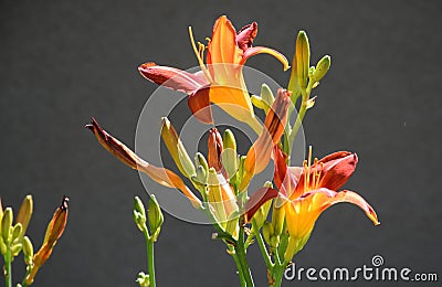 A colorful bunch of orange colored trumpet like flowers. Stock Photo