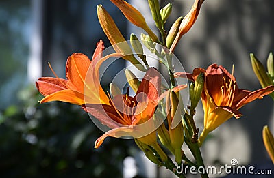 A colorful bunch of orange colored trumpet like flowers. Stock Photo