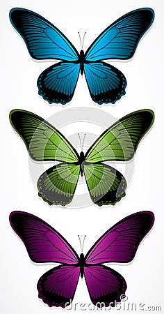 Colorful butterflies Vector Illustration