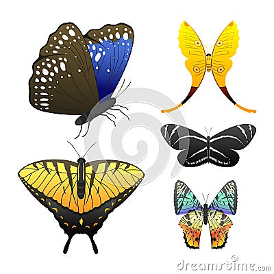 Colorful butterflies with abstract decorative pattern summer free fly present silhouette and beauty nature spring insect Vector Illustration