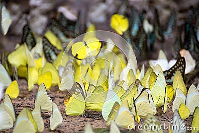 Colorful butterflies Stock Photo