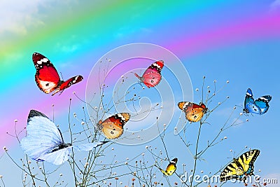 Colorful butterflies fly against tender wild flowering herbs. Beautiful sky with magic rainbow Stock Photo